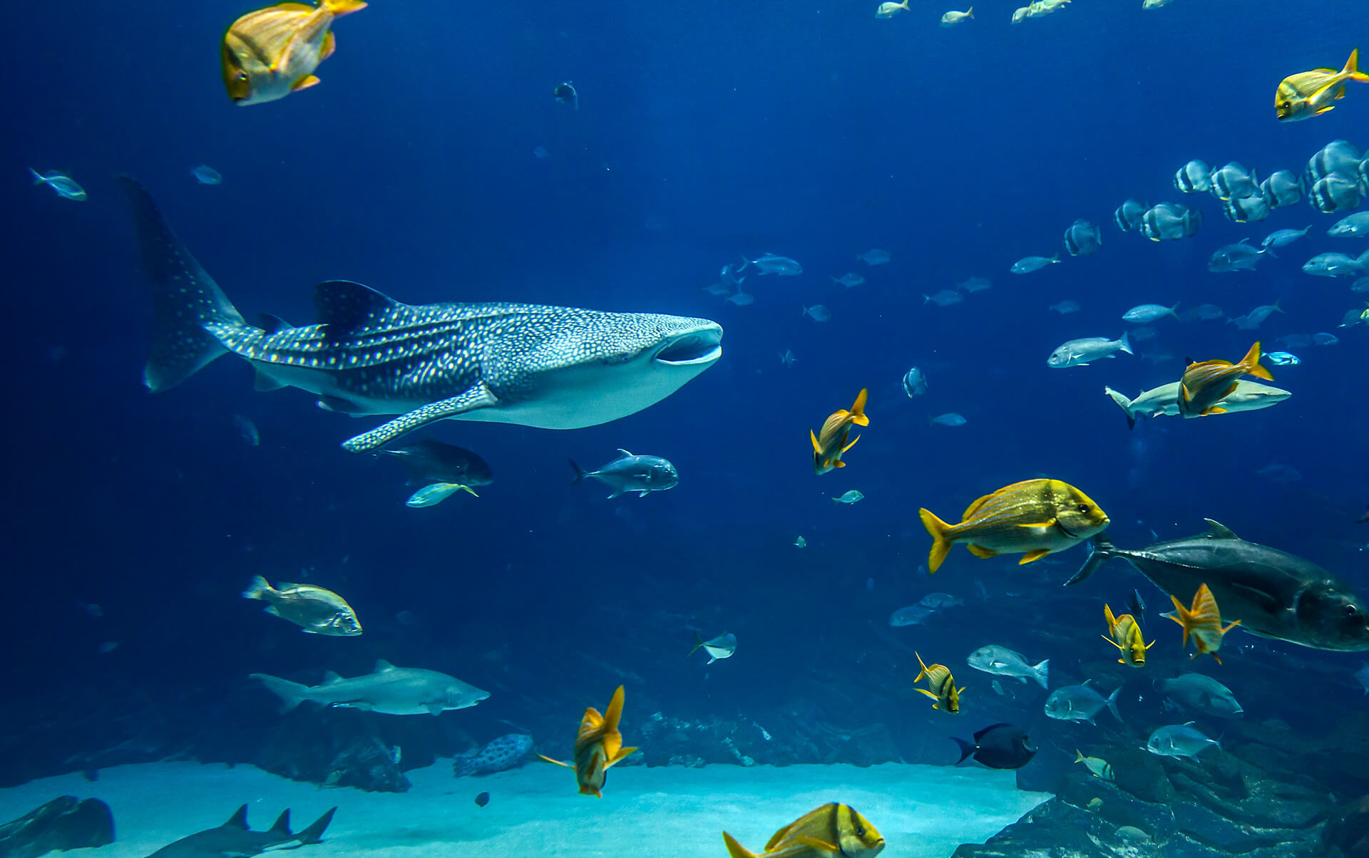 Whale shark and reef fish in deep blue water