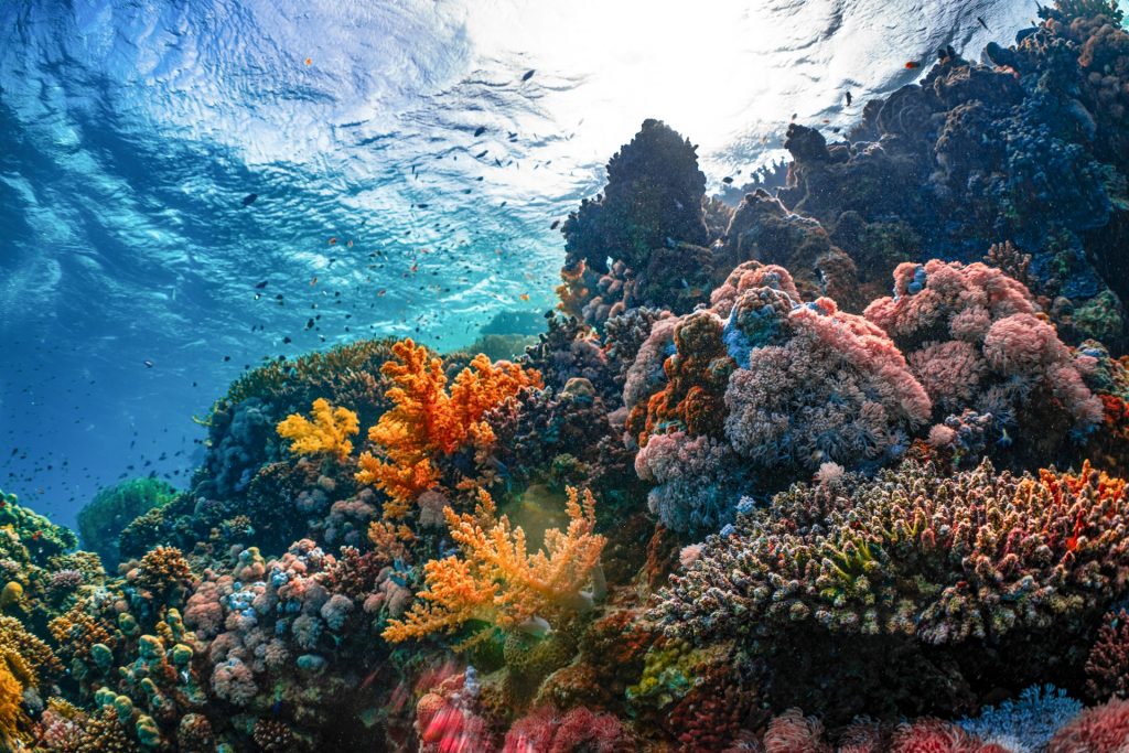 Colorful coral reef with natural colors restored