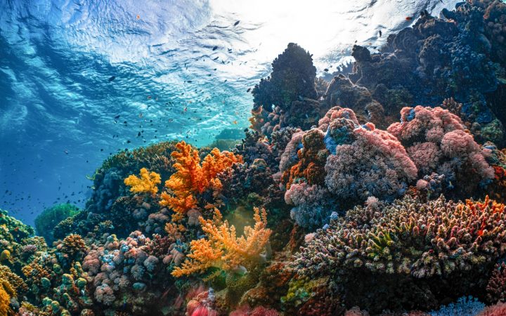 Underwater Color Correction: Red and Magenta Filters, White Balance and Editing
