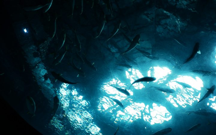 Underwater Video Lighting Guide: Dive Lights vs Video Lights, Lumens, CRI and Beam Angle