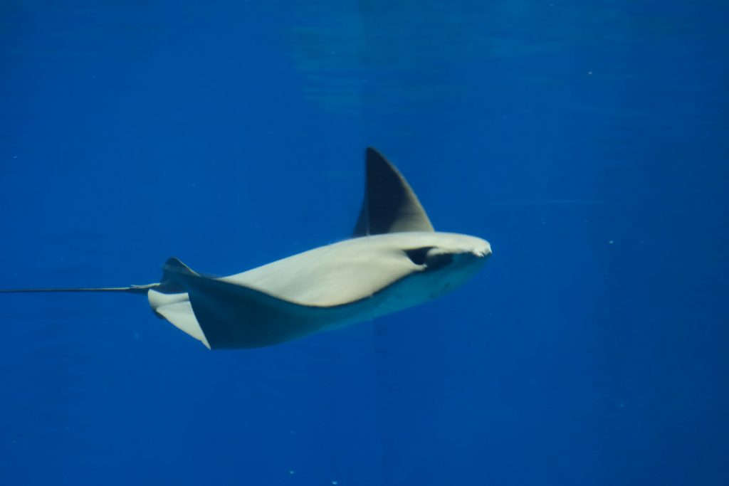 Manta ray swimming in open water