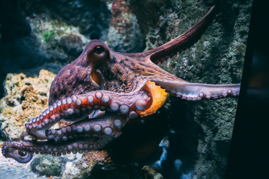 Octopus resting on a rock lit by a dive light