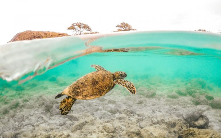 POV Dive Video Composition: Shooting Tips for Hands-Free Footage People Want to Watch